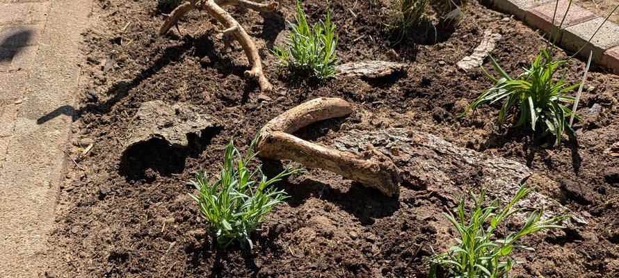 Ein angelegtes Blumenbeet mit Grünpflanzen