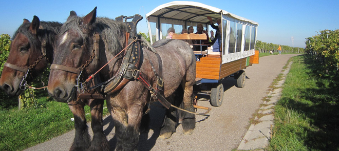 Pferde ziehen einen Planwagen mit Senioren